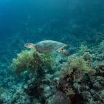Belize’s Barrier Reef Conservation: Diving for a Cause
