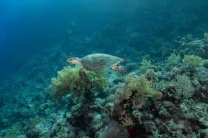 Belize’s Barrier Reef Conservation: Diving for a Cause