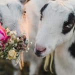 Norway’s Electric Ferries: Sustainable Wildlife Experiences