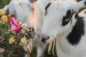 Norway’s Electric Ferries: Sustainable Wildlife Experiences