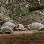 Galápagos Islands: Responsible Tourism Supporting Conservation