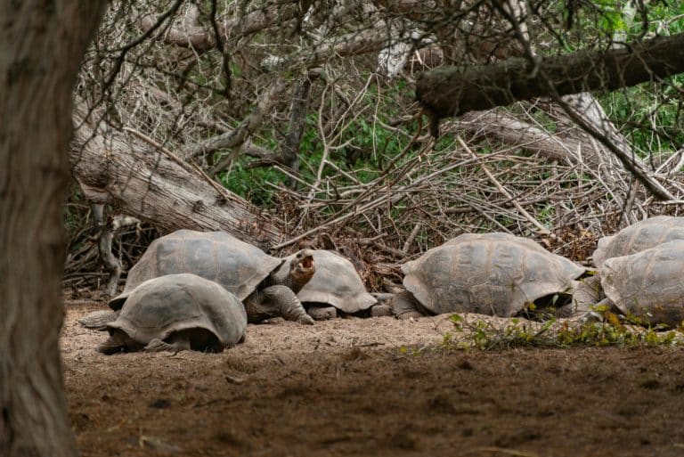 Galápagos Islands: Responsible Tourism Supporting Conservation