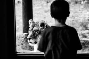 Kenya’s Community-Led Safaris: Ethical Animal Encounters