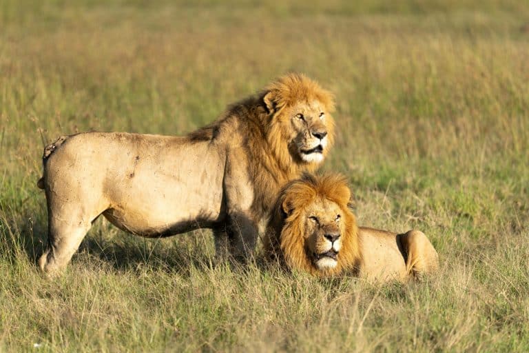 Multi-Generational Travel: Family Adventures in Africa’s National Parks