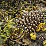 Scuba Diving in the Red Sea: Exploring Coral Reefs