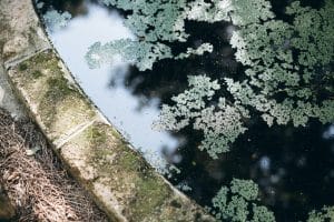 Algae Tires: Michelin’s Bid to Replace Rubber with Plants