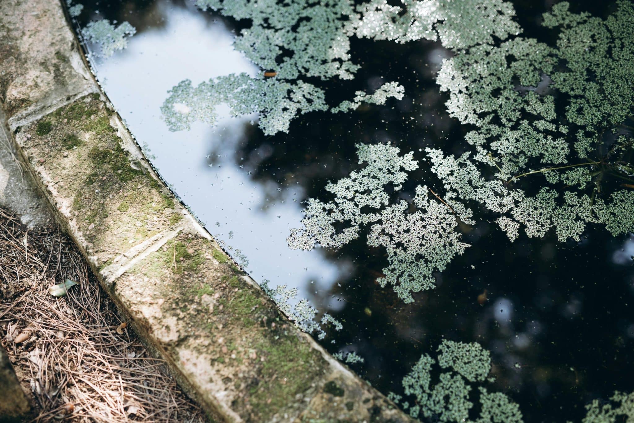 Algae Tires: Michelin’s Bid to Replace Rubber with Plants