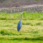 Green Getaways in New Zealand: Eco-Lodges and Wildlife Tours