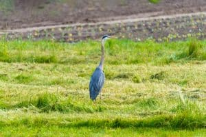 Green Getaways in New Zealand: Eco-Lodges and Wildlife Tours