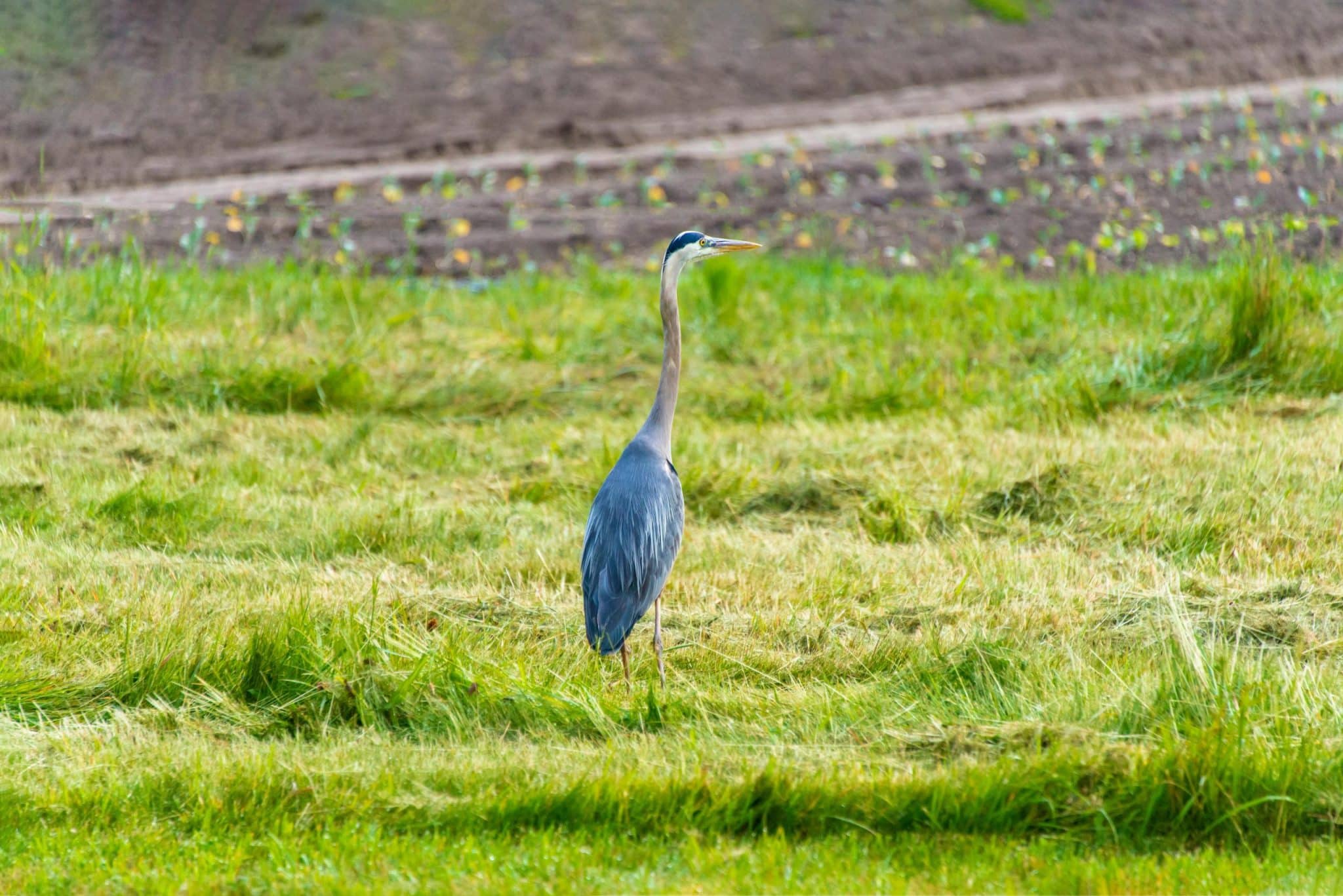 Green Getaways in New Zealand: Eco-Lodges and Wildlife Tours