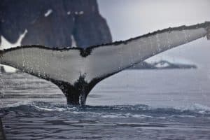 Mexico’s Eco-Tourism Boom: Whale Watching and Sea Turtle Conservation