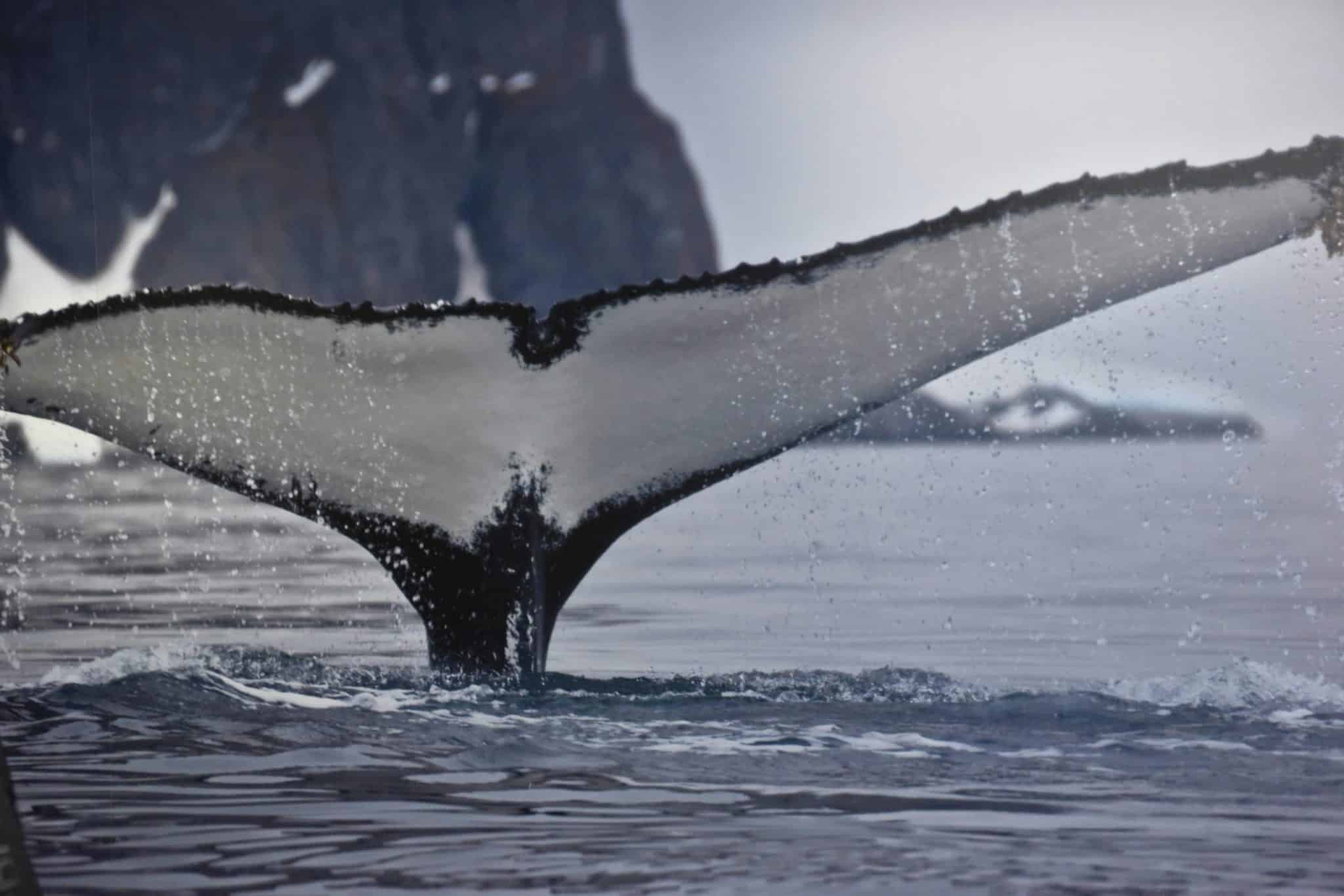 Mexico’s Eco-Tourism Boom: Whale Watching and Sea Turtle Conservation
