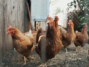 Cultivated Meat: The Rise of Lab-Grown Burgers and Chicken