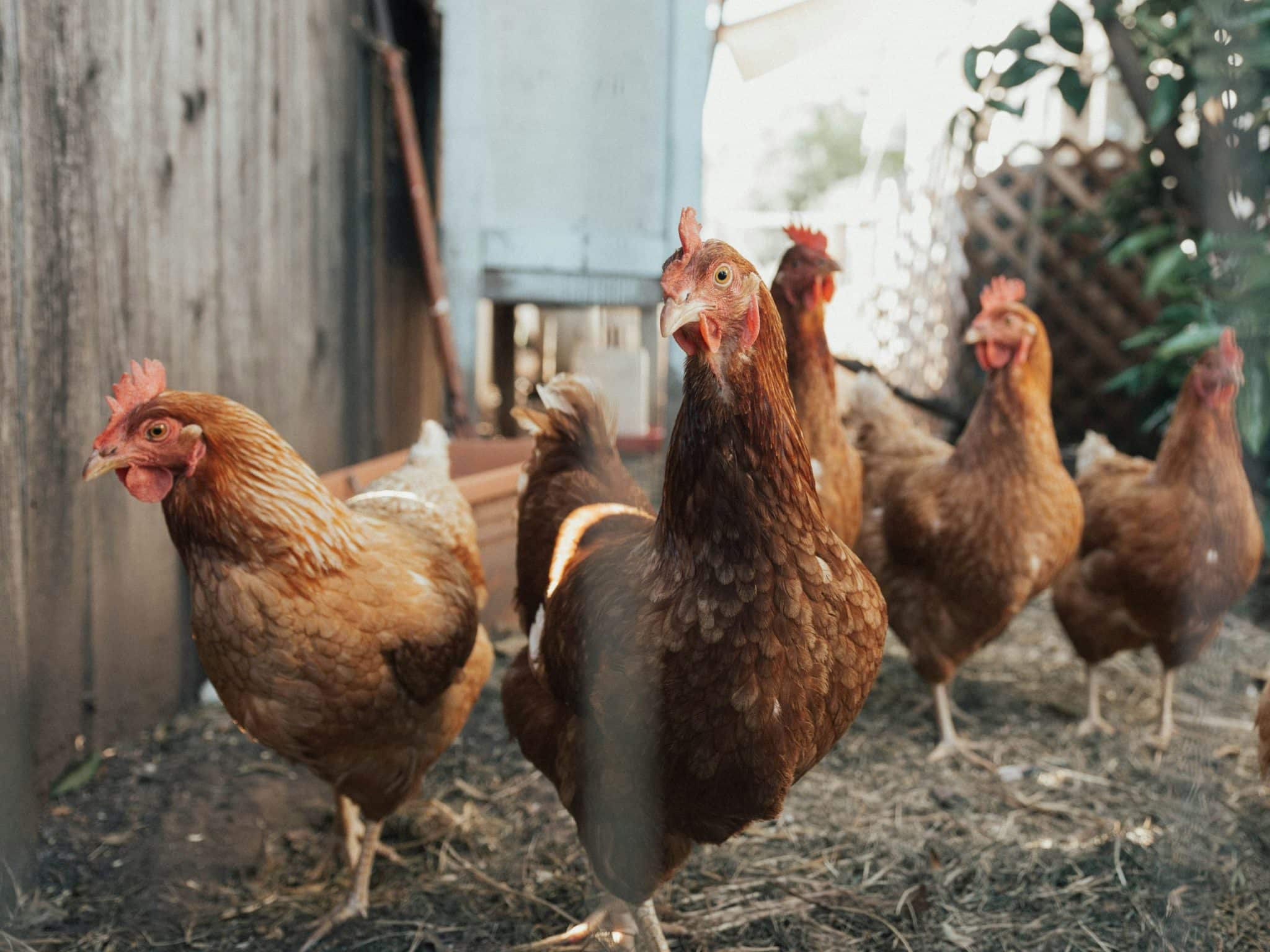 Cultivated Meat: The Rise of Lab-Grown Burgers and Chicken