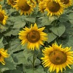 Molecular Farming: Synthetic Biology for Nutrient-Rich Ingredients