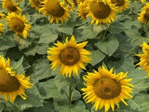 Molecular Farming: Synthetic Biology for Nutrient-Rich Ingredients