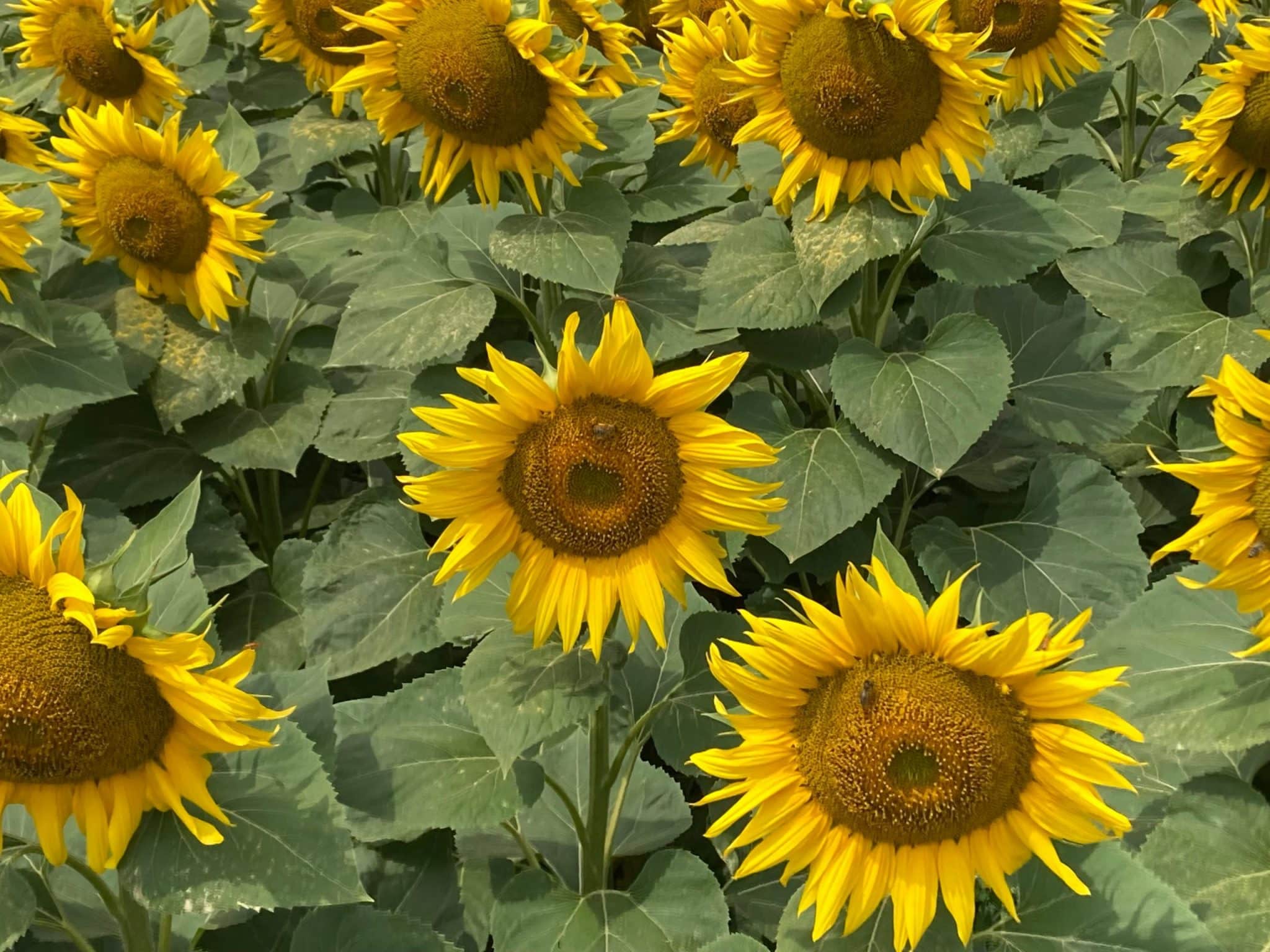 Molecular Farming: Synthetic Biology for Nutrient-Rich Ingredients