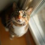 Precision Fermentation: Producing Sustainable Proteins with Microbes